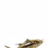 Fish Trophy 105mm