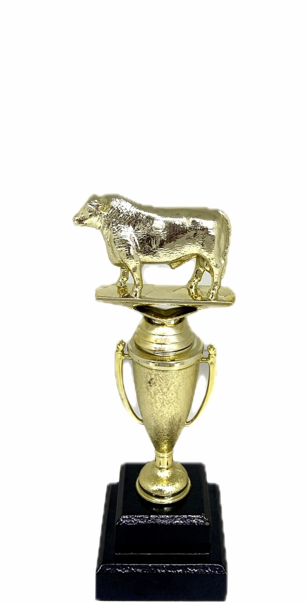 Angus Bull Trophy 215mm