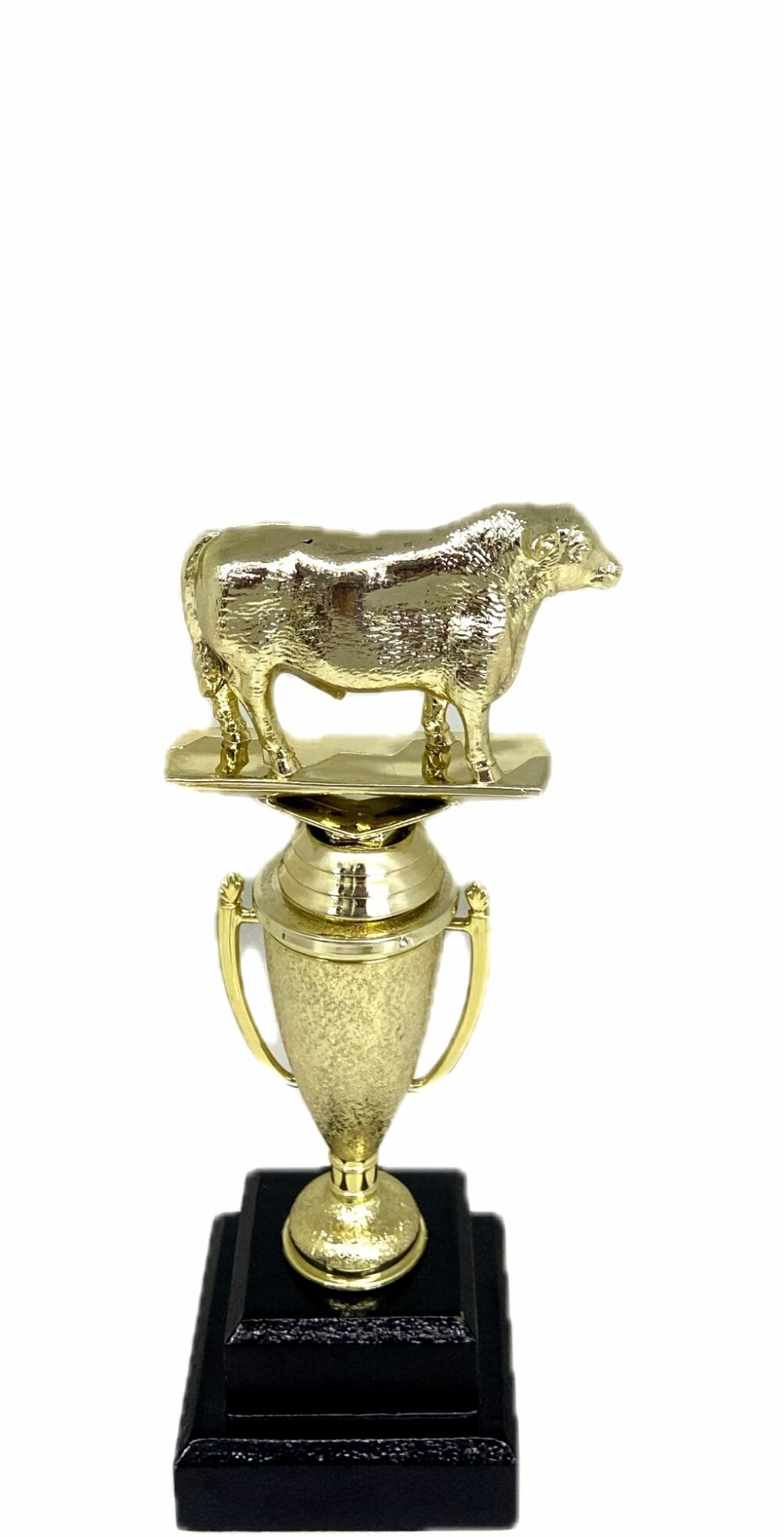 Angus Bull Trophy 215mm