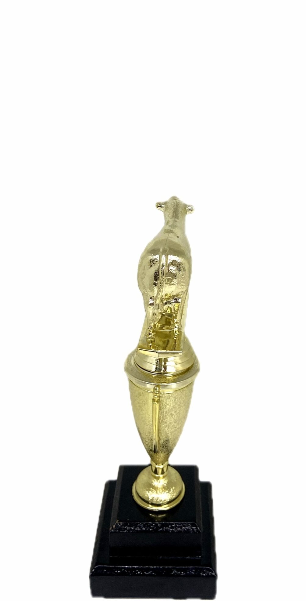 Angus Bull Trophy 215mm