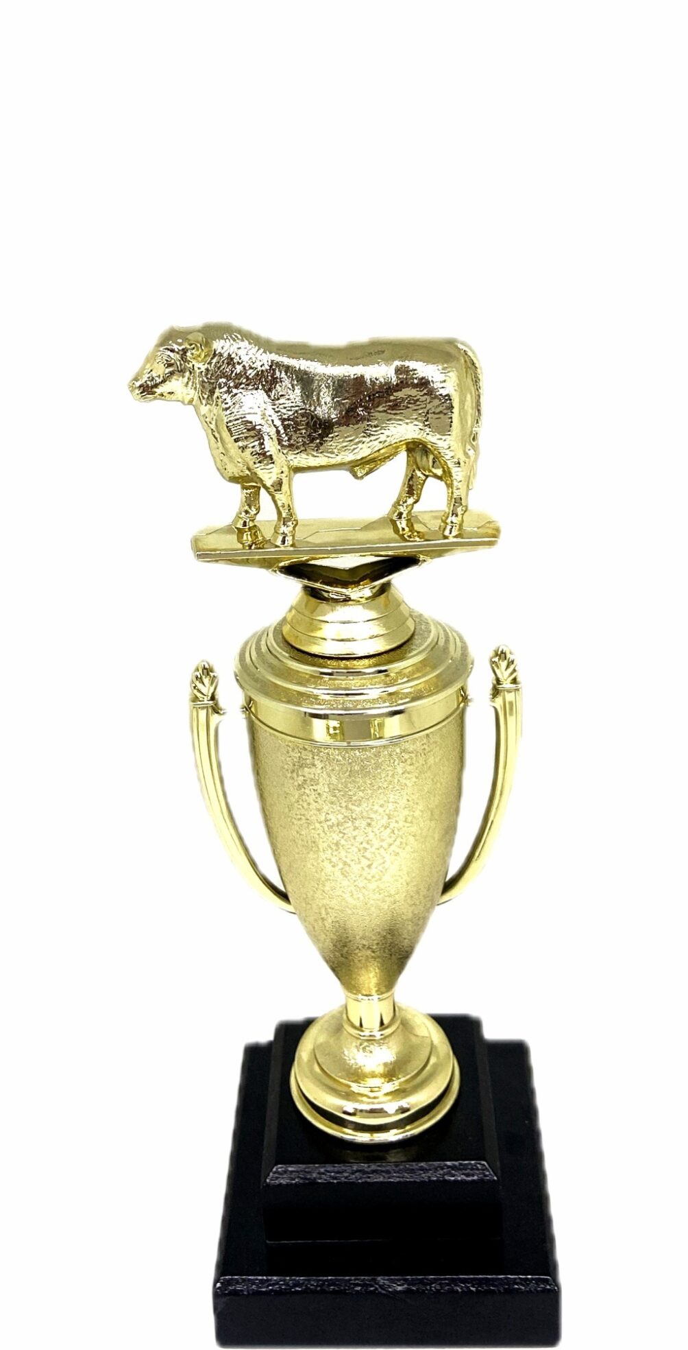 Angus Bull Trophy 240mm