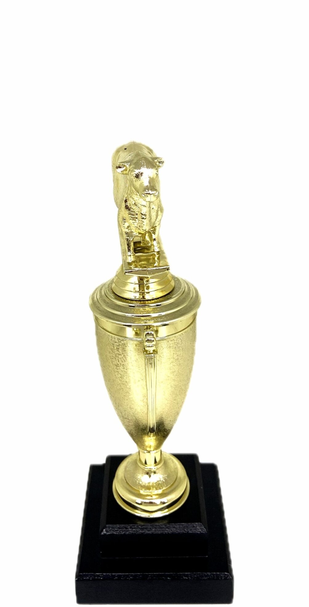 Angus Bull Trophy 240mm