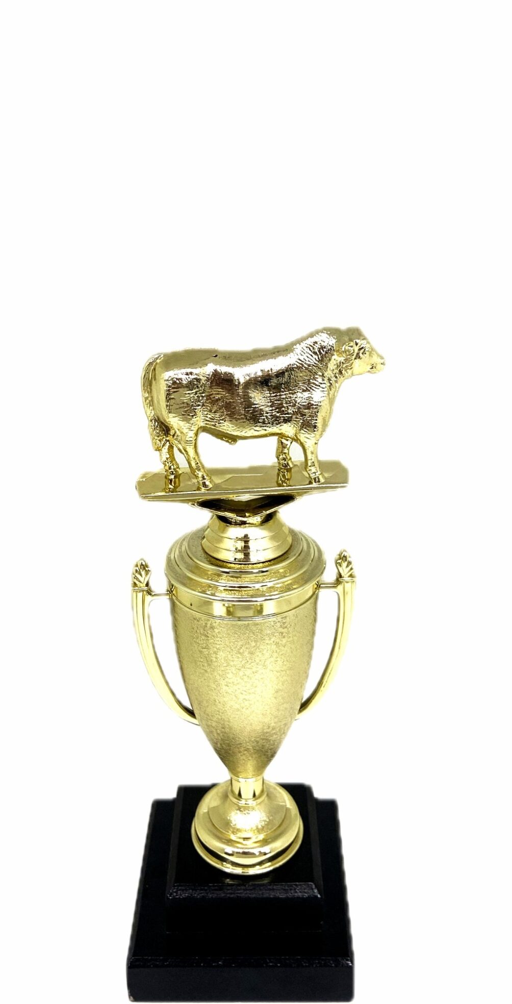 Angus Bull Trophy 240mm