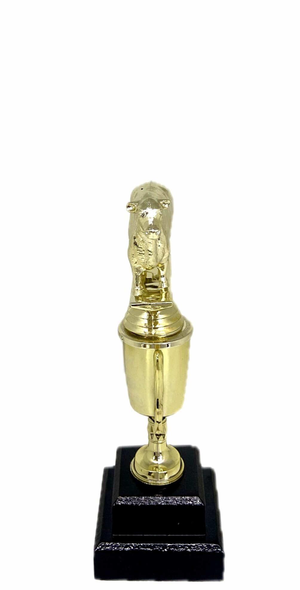 Angus Bull Trophy 215mm
