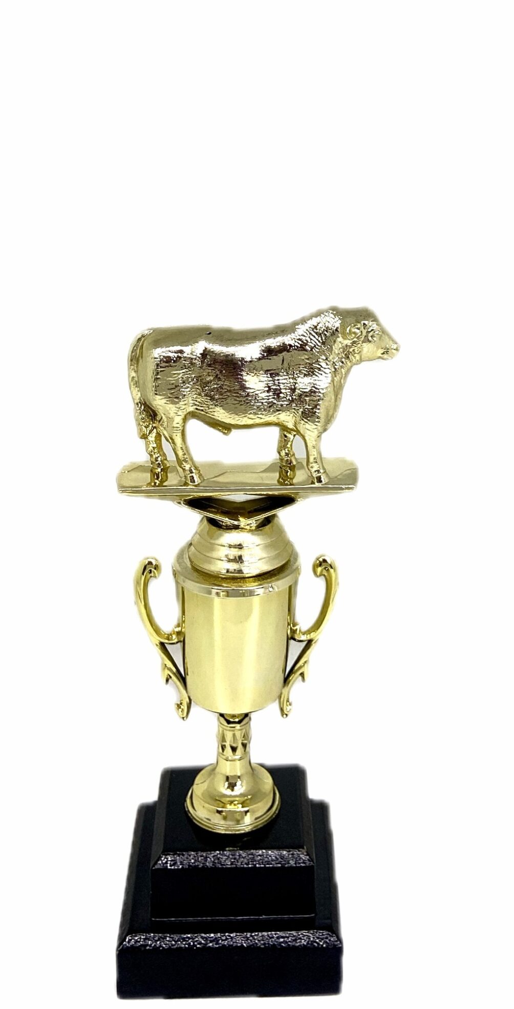 Angus Bull Trophy 215mm