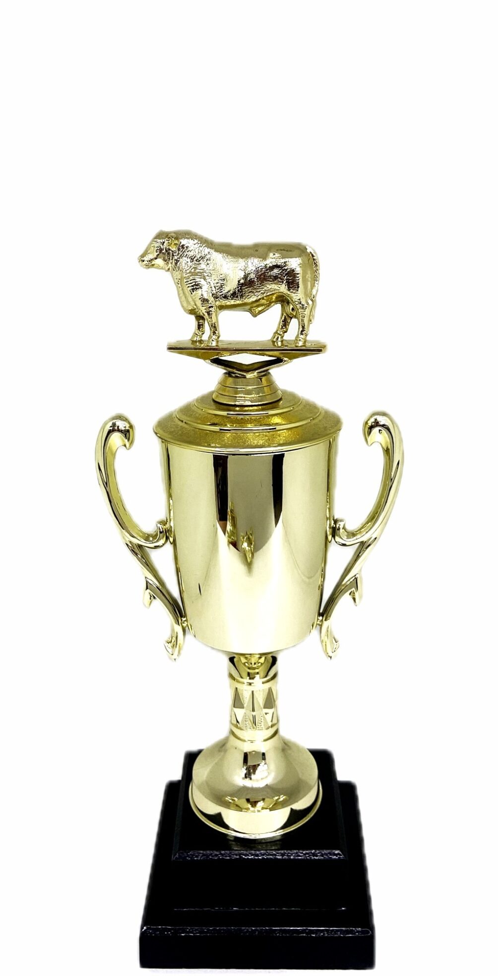 Angus Bull Trophy 240mm