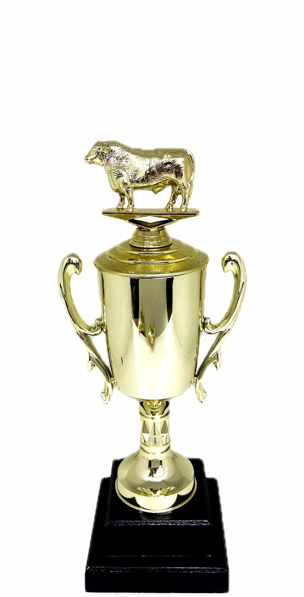 Angus Bull Trophy 240mm