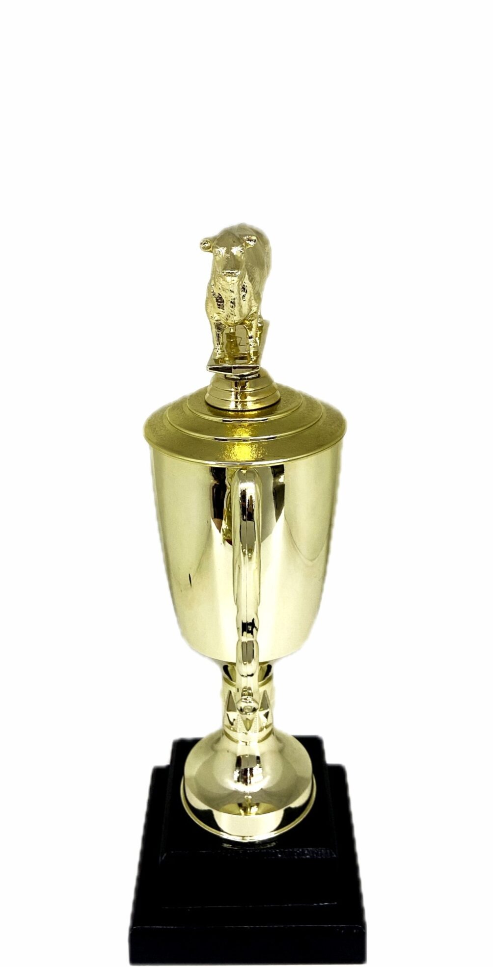 Angus Bull Trophy 240mm