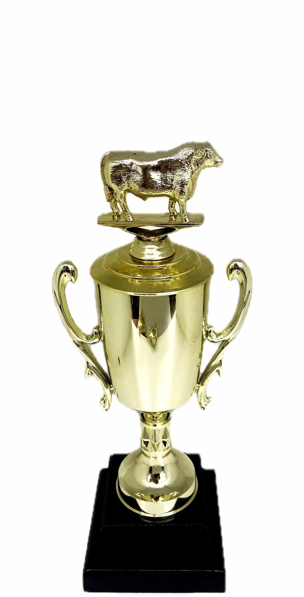 Angus Bull Trophy 240mm