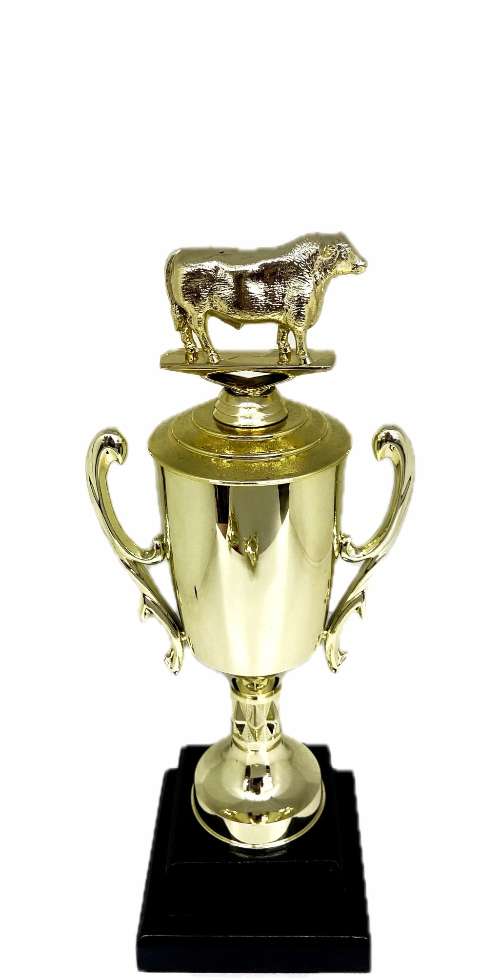 Angus Bull Trophy 240mm