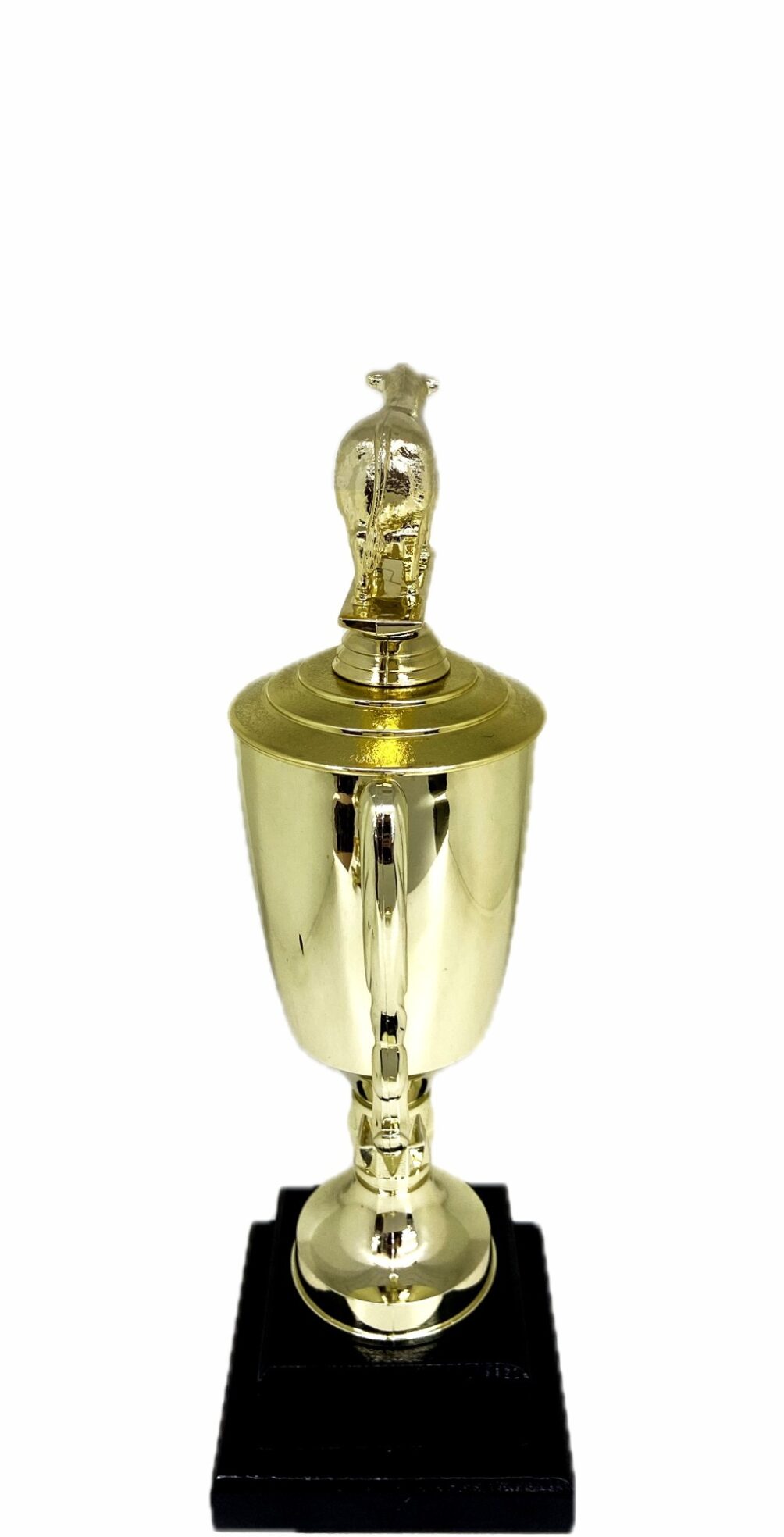 Angus Bull Trophy 240mm