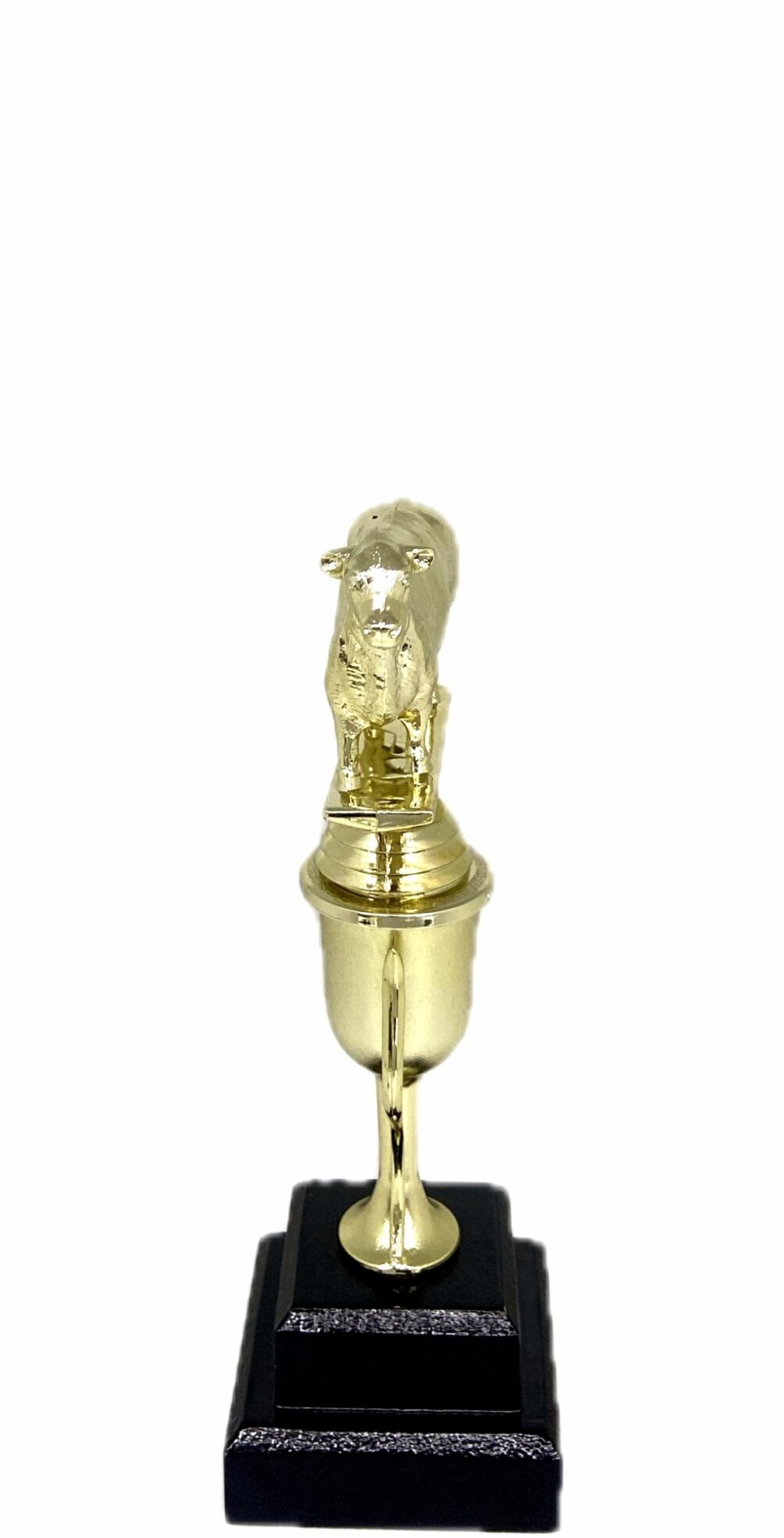 Angus Bull Trophy 215mm