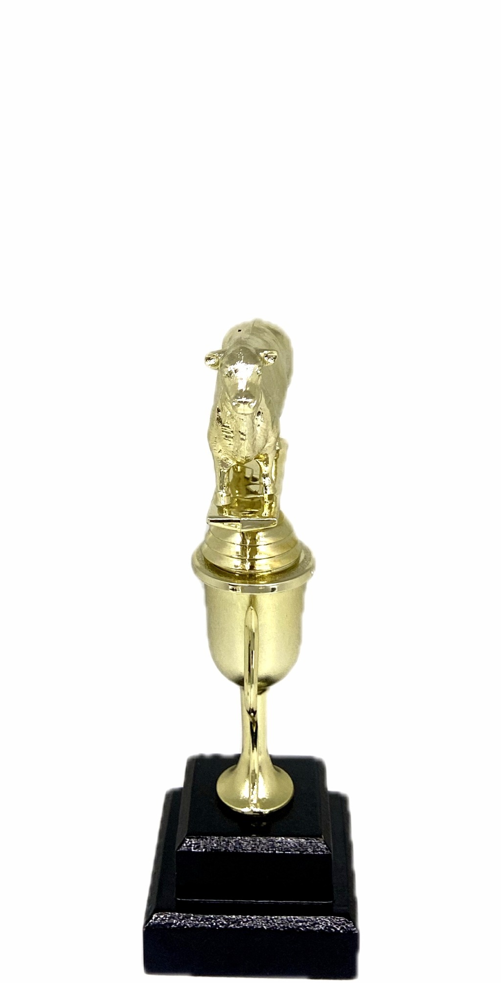 Angus Bull Trophy 215mm