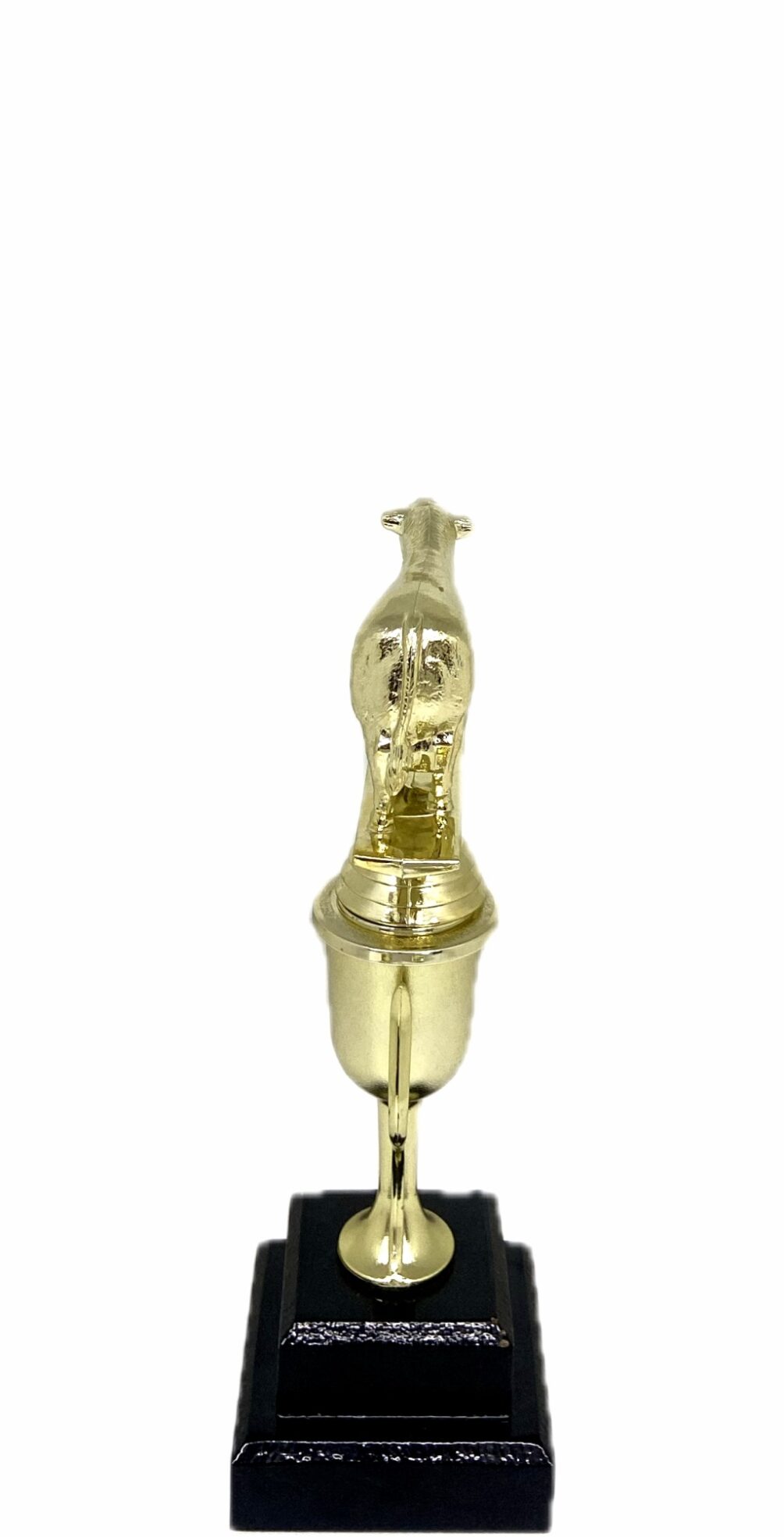Angus Bull Trophy 215mm