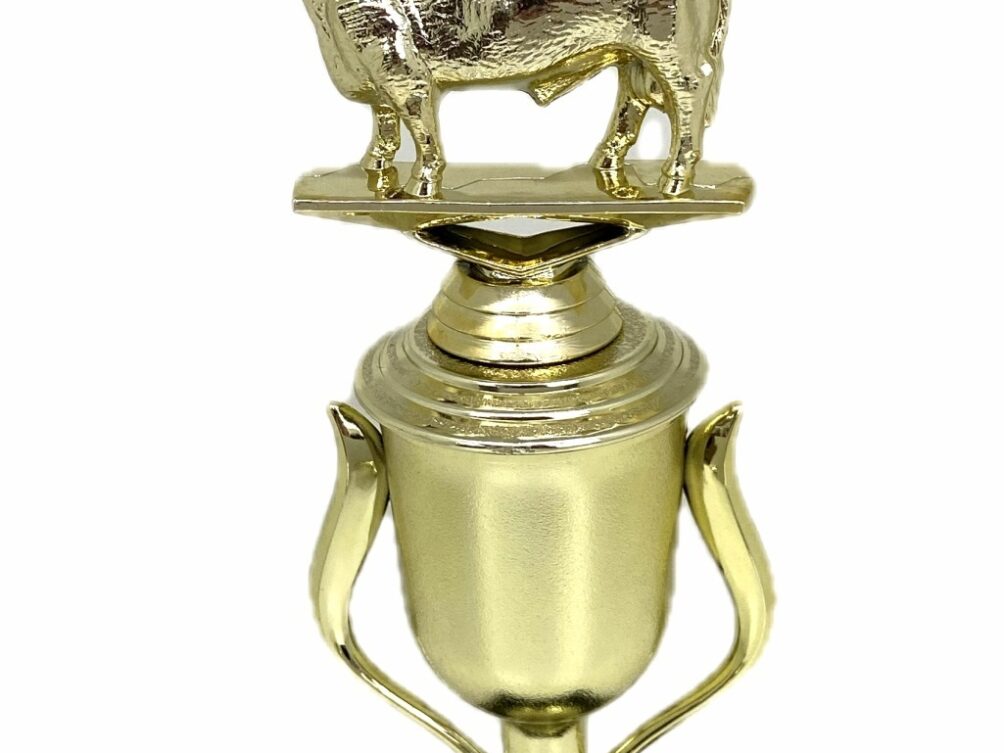 Angus Bull Trophy 240mm