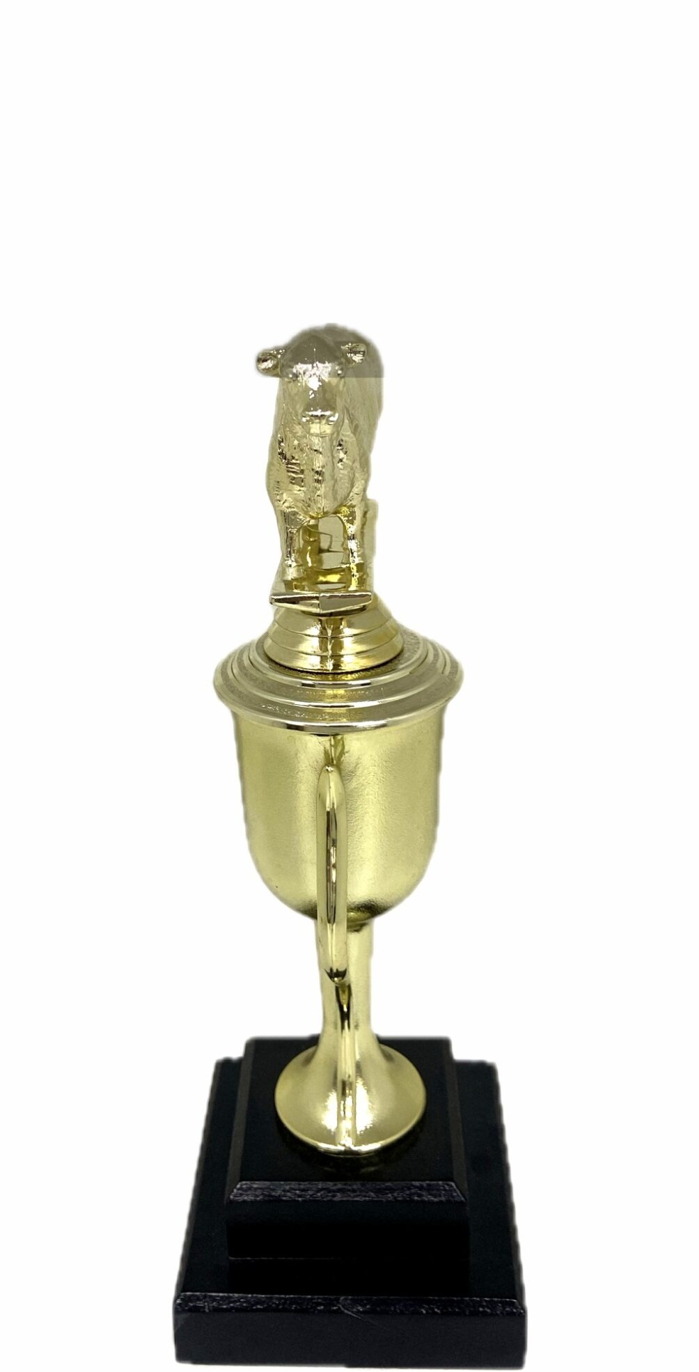 Angus Bull Trophy 240mm