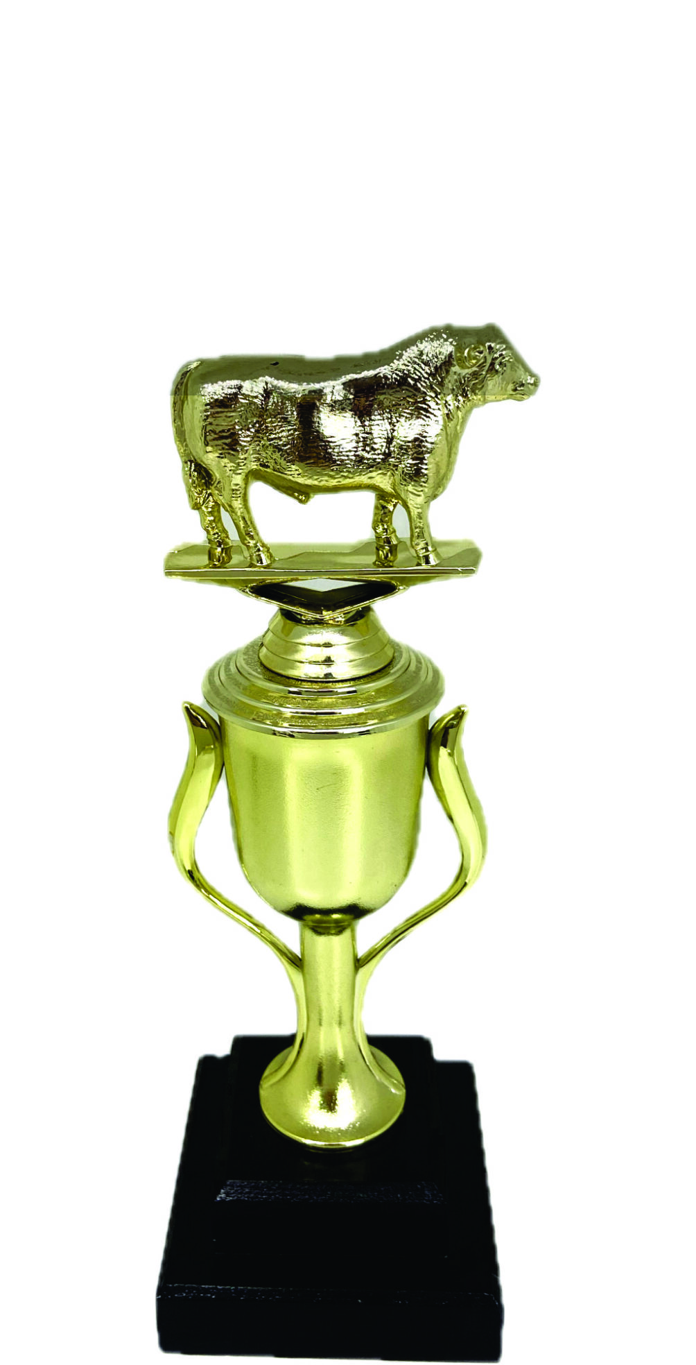 Angus Bull Trophy 240mm