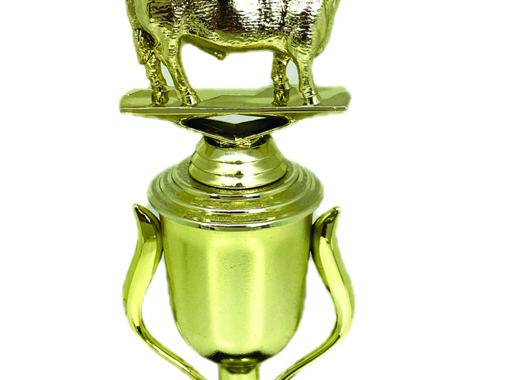 Angus Bull Trophy 240mm