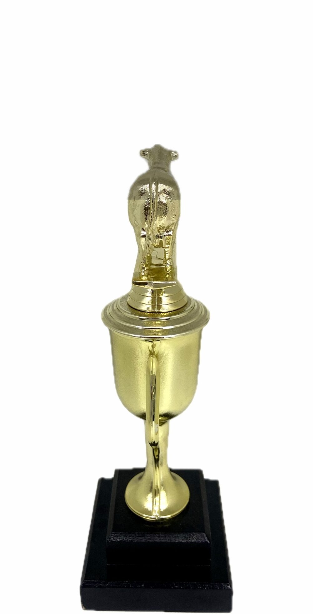 Angus Bull Trophy 240mm