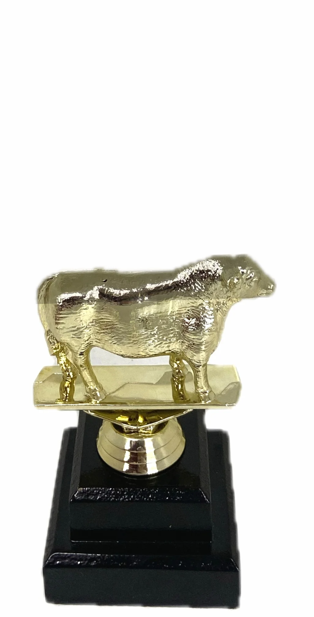 Angus Bull Trophy 125mm