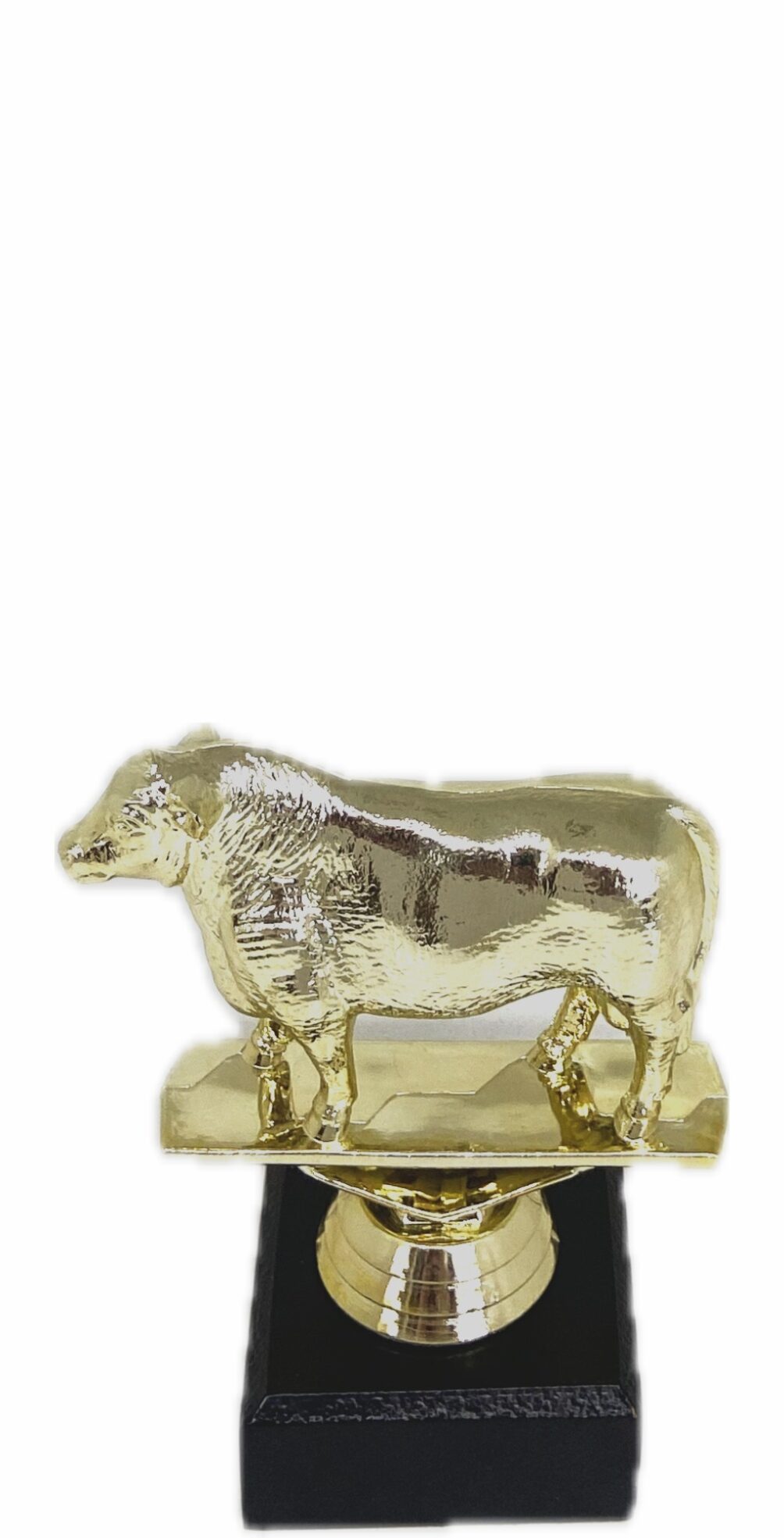 Angus Bull Trophy 100mm