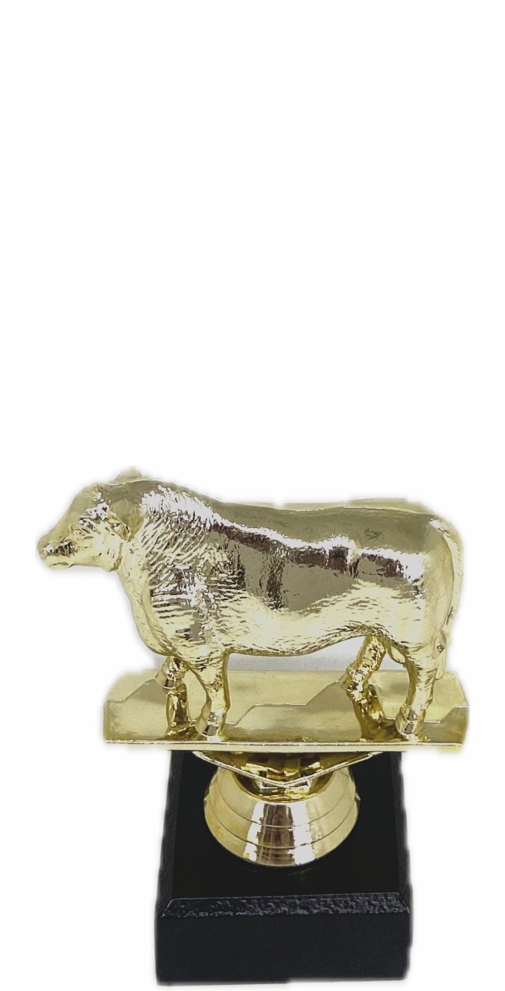 Angus Bull Trophy 100mm