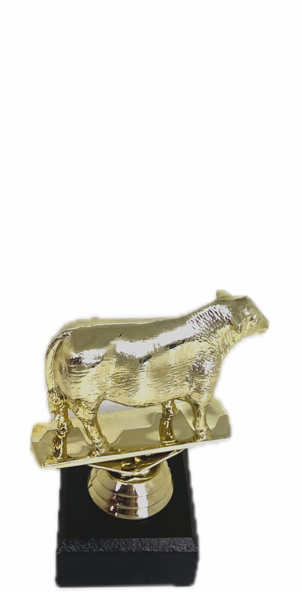 Angus Bull Trophy 100mm