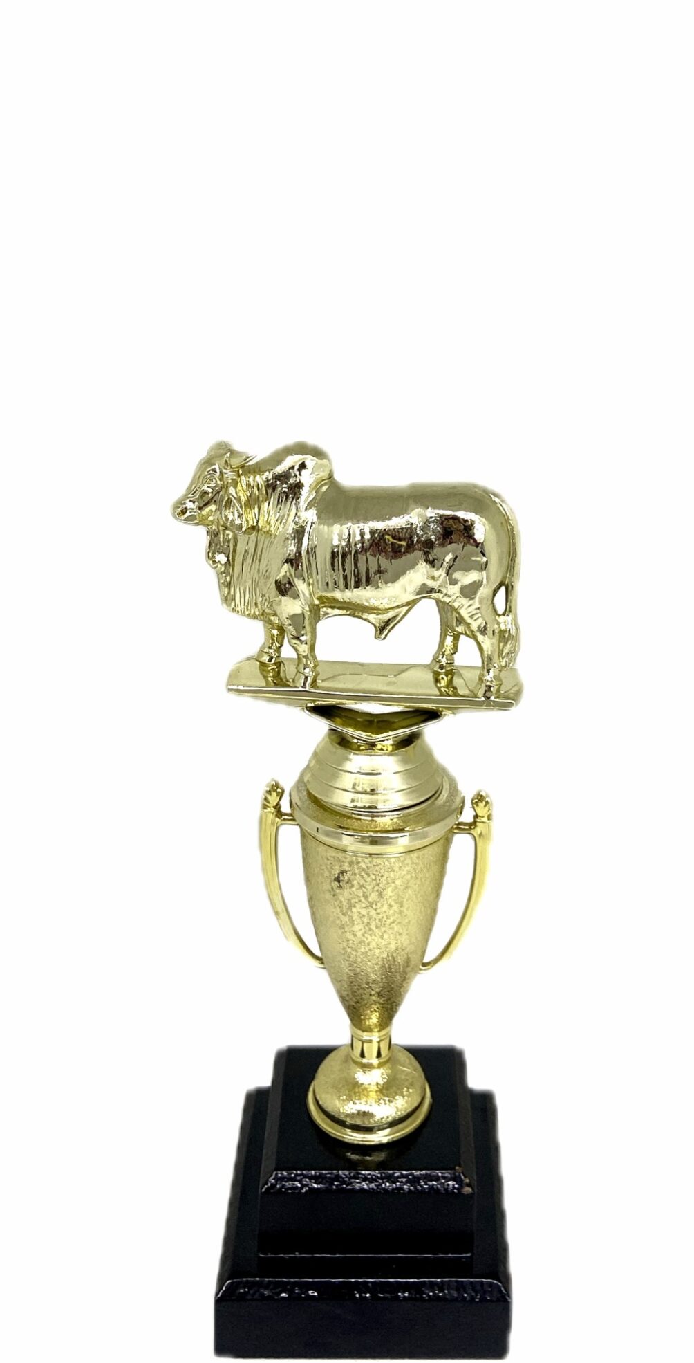 Brahma Bull Trophy 215mm