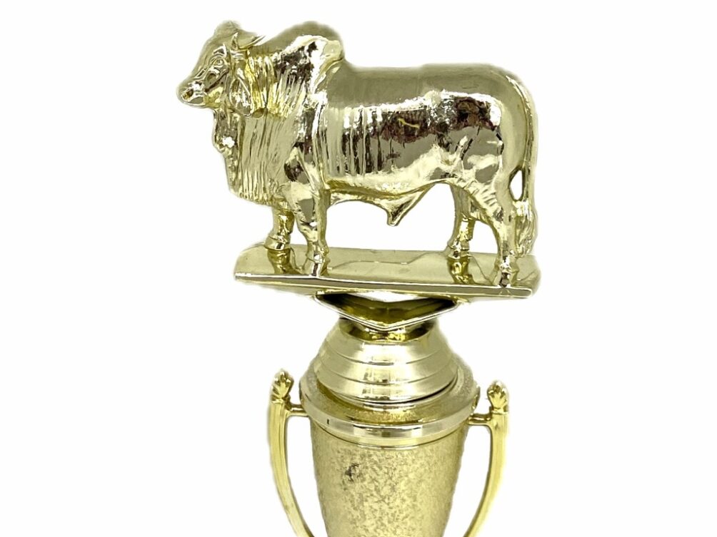 Brahma Bull Trophy 215mm