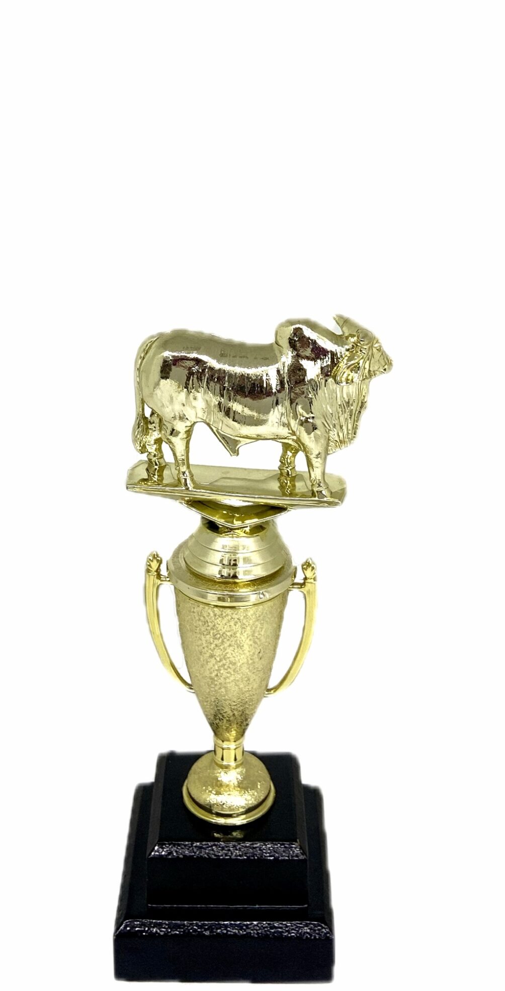 Brahma Bull Trophy 215mm