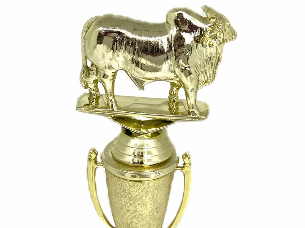 Brahma Bull Trophy 215mm