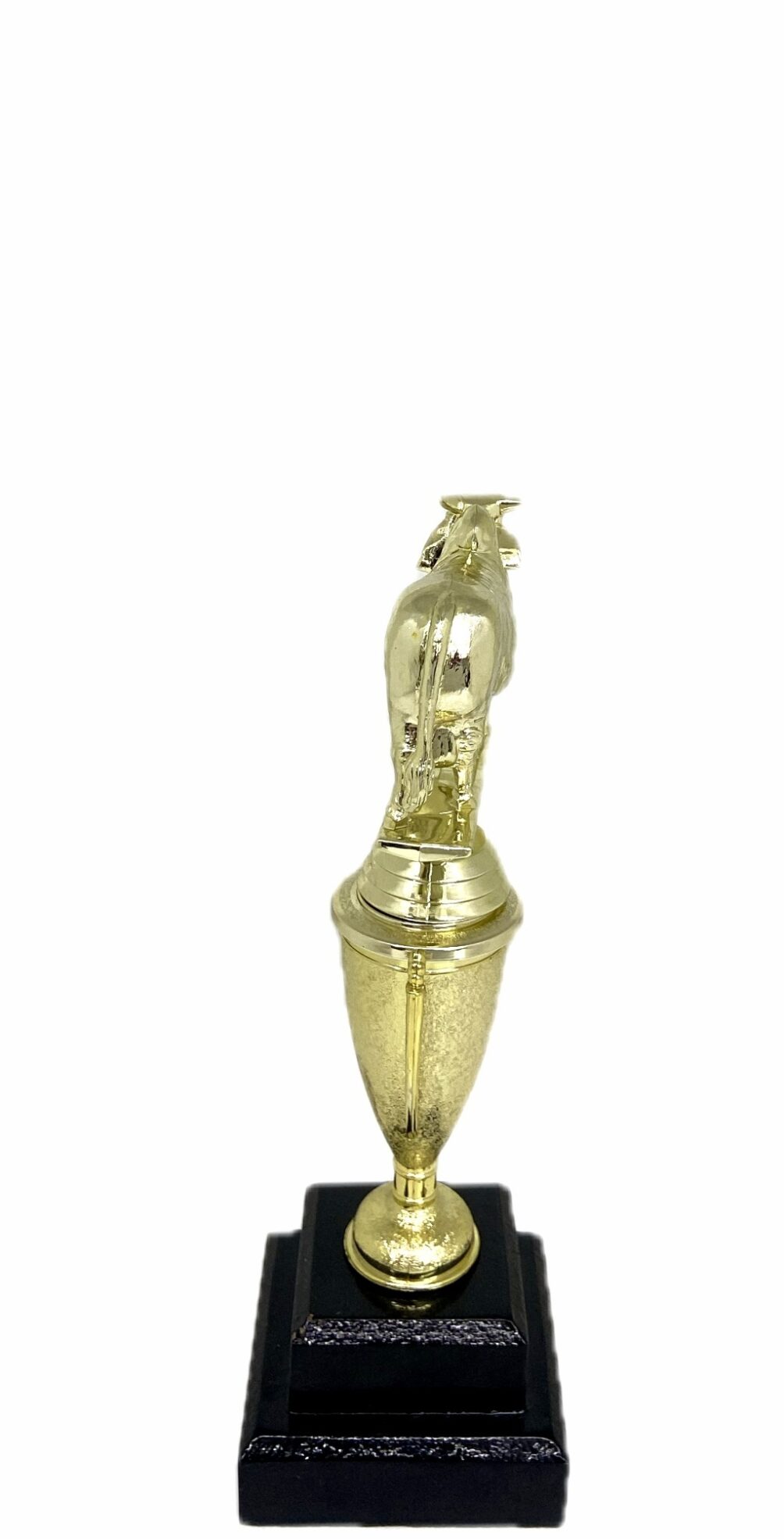 Brahma Bull Trophy 215mm