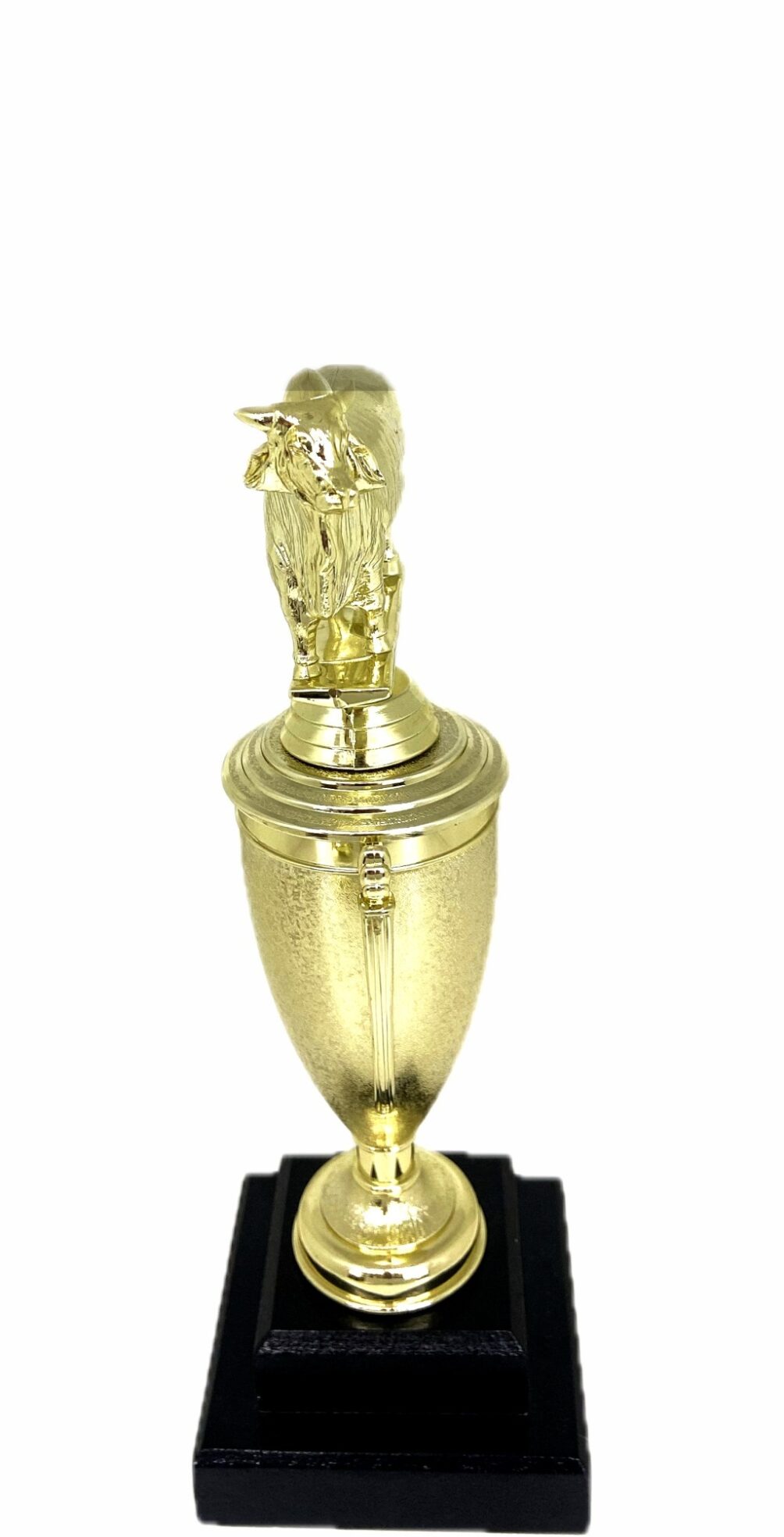 Brahma Bull Trophy 240mm