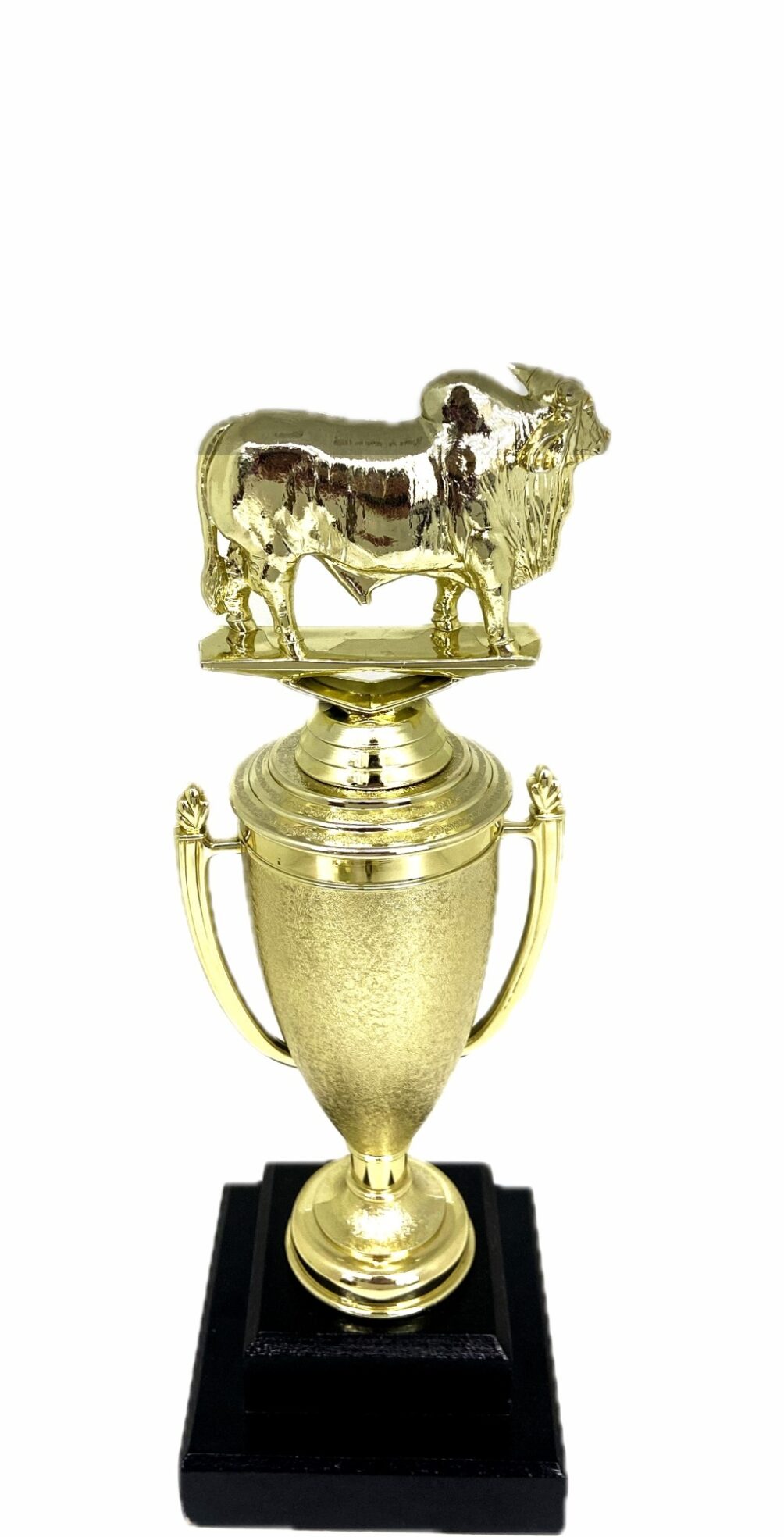 Brahma Bull Trophy 240mm