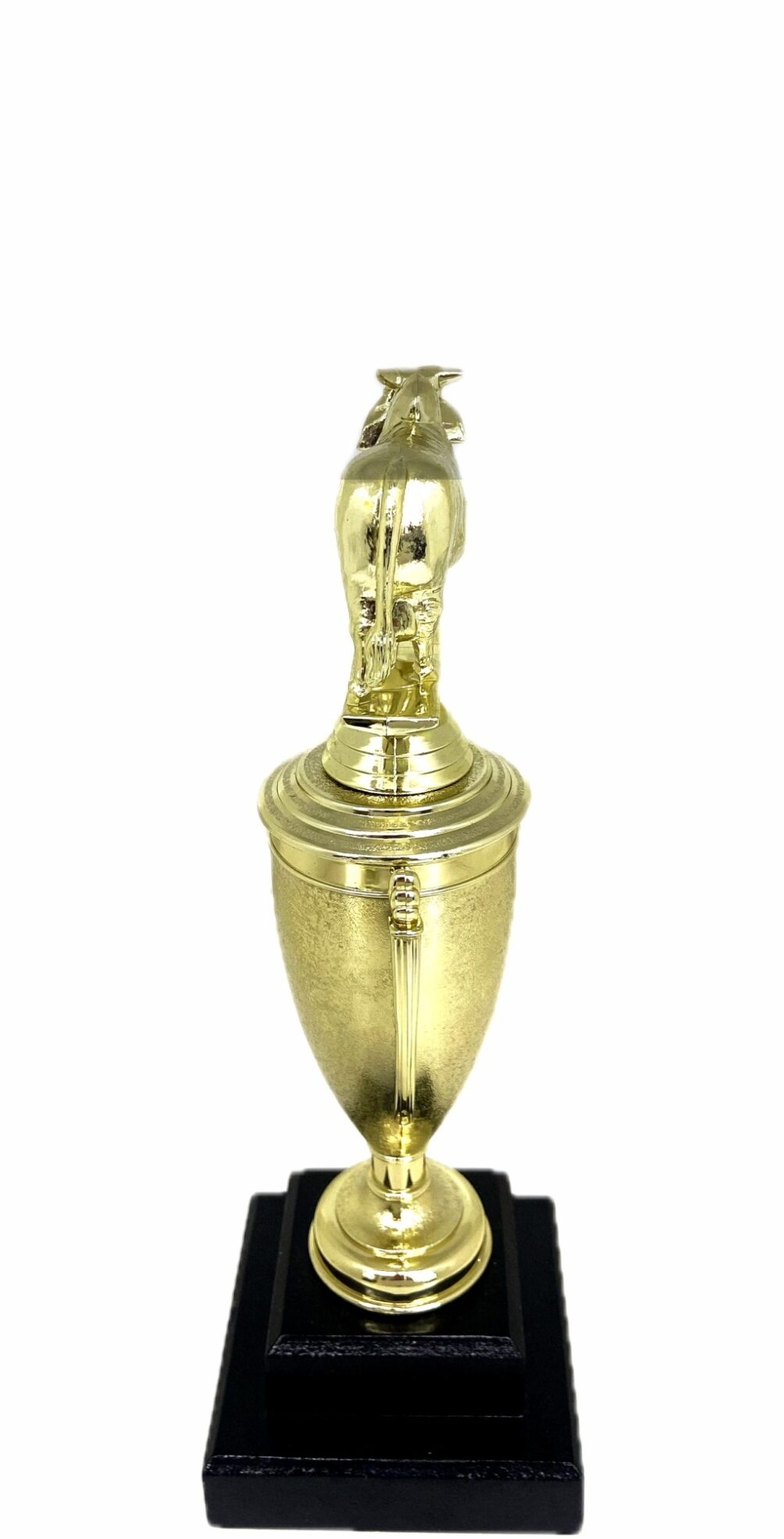 Brahma Bull Trophy 240mm