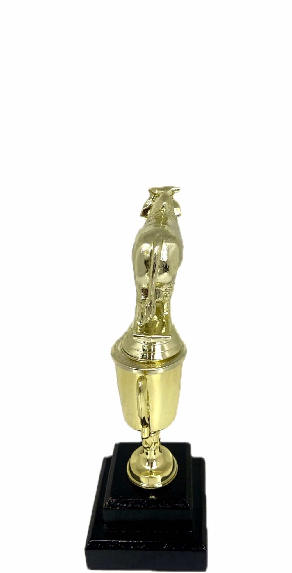 Brahma Bull Trophy 215mm