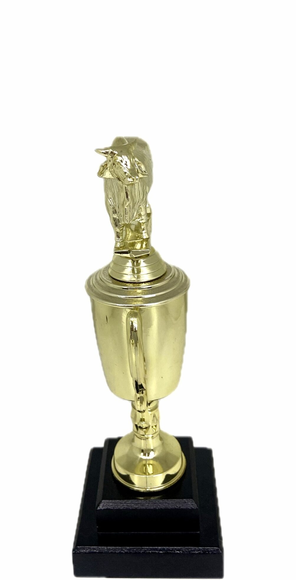 Brahma Bull Trophy 240mm