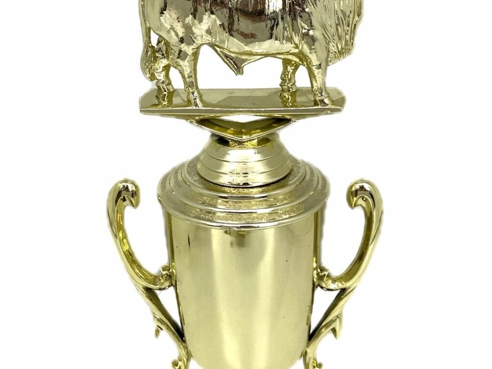 Brahma Bull Trophy 240mm