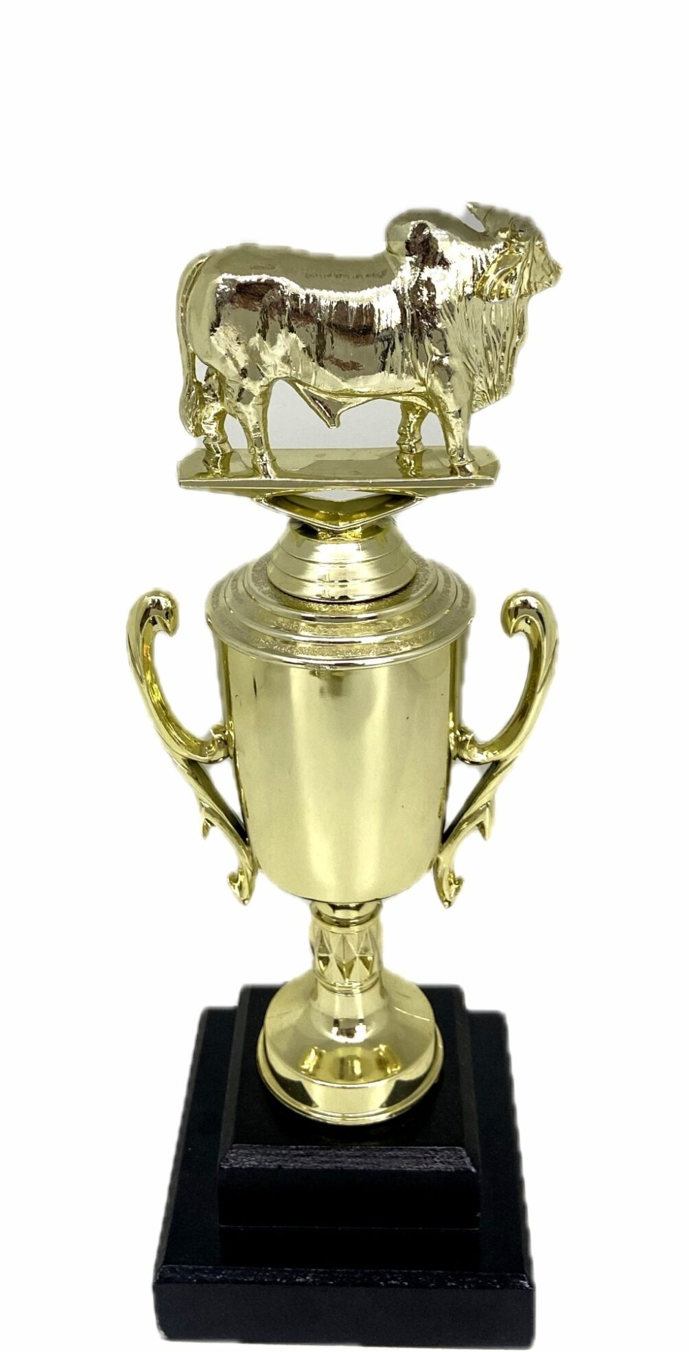 Brahma Bull Trophy 275mm