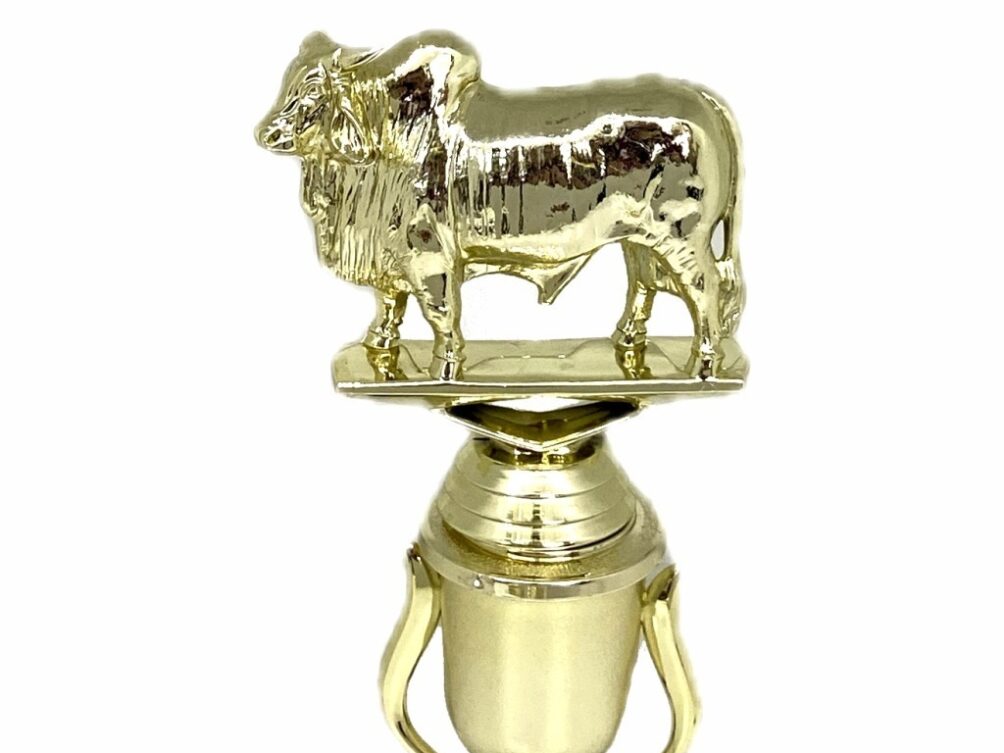 Brahma Bull Trophy 215mm