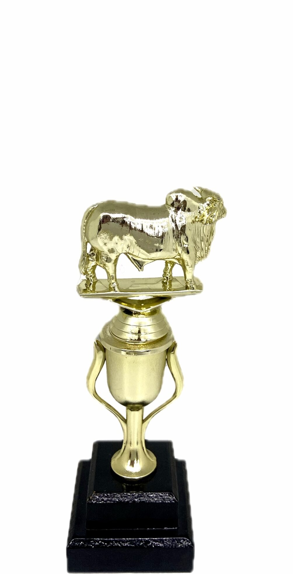 Brahma Bull Trophy 215mm