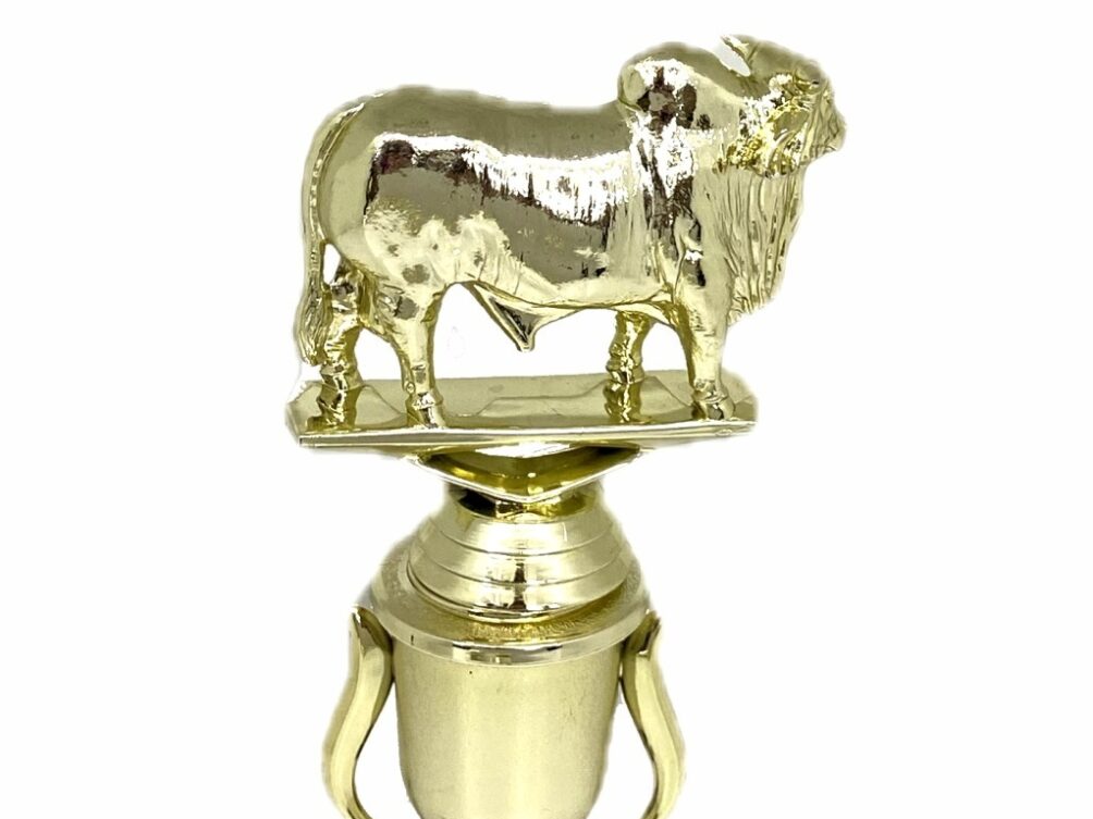 Brahma Bull Trophy 215mm