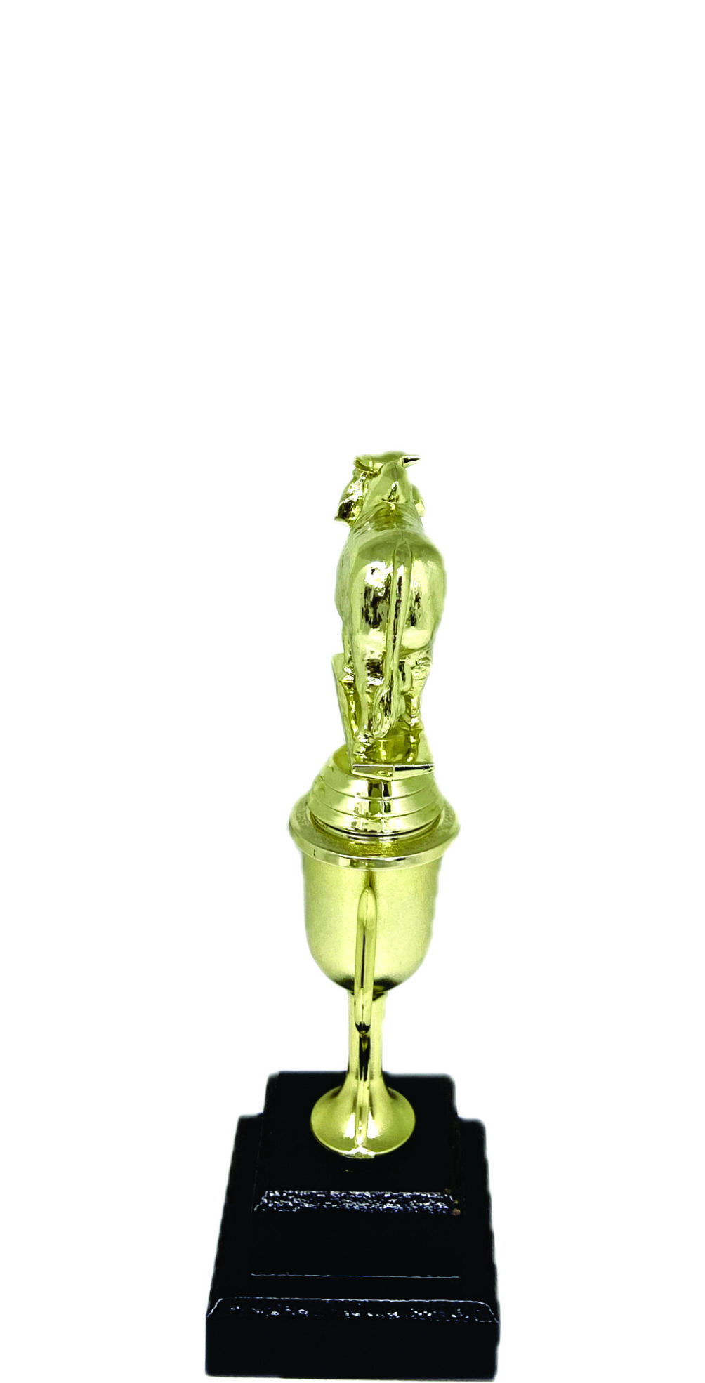 Brahma Bull Trophy 215mm