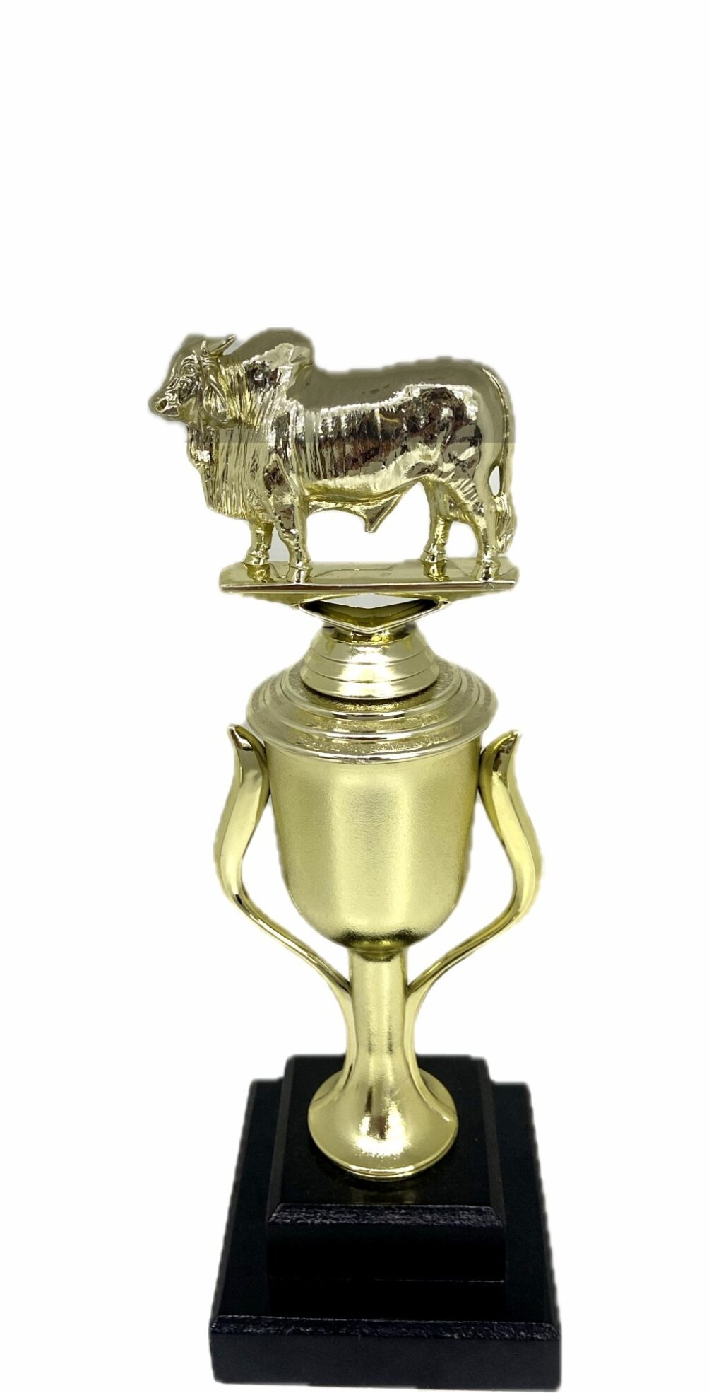 Brahma Bull Trophy 240mm