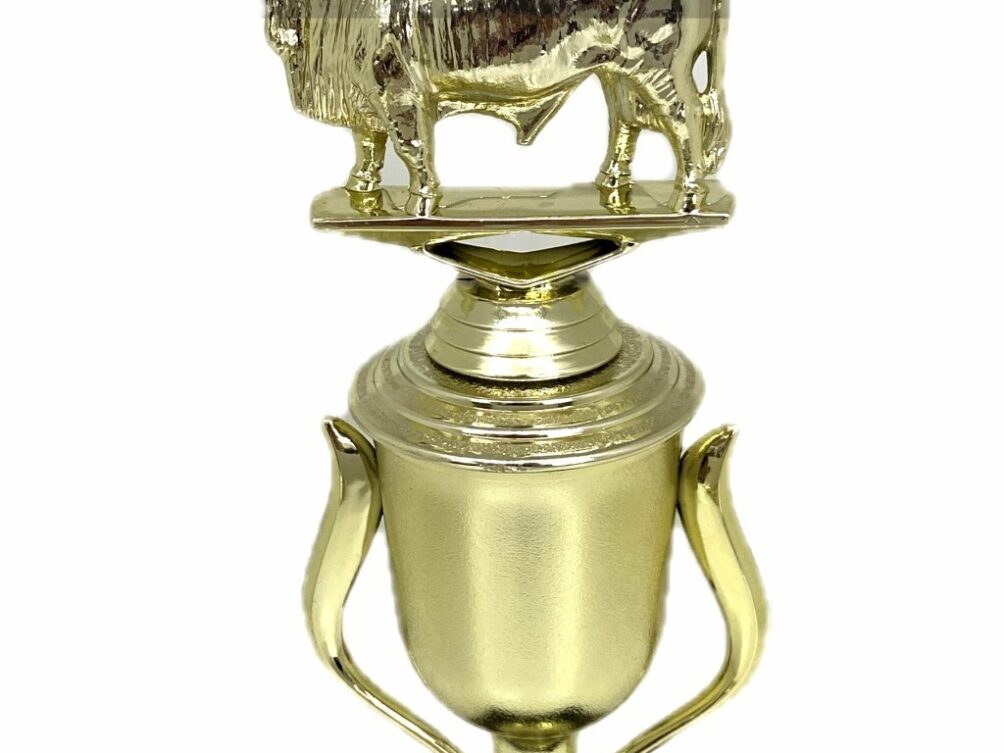 Brahma Bull Trophy 240mm