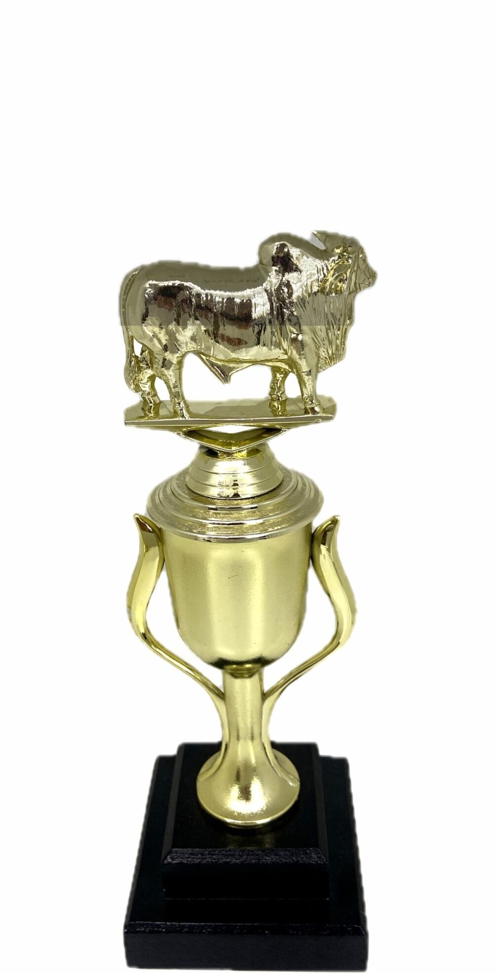 Brahma Bull Trophy 240mm