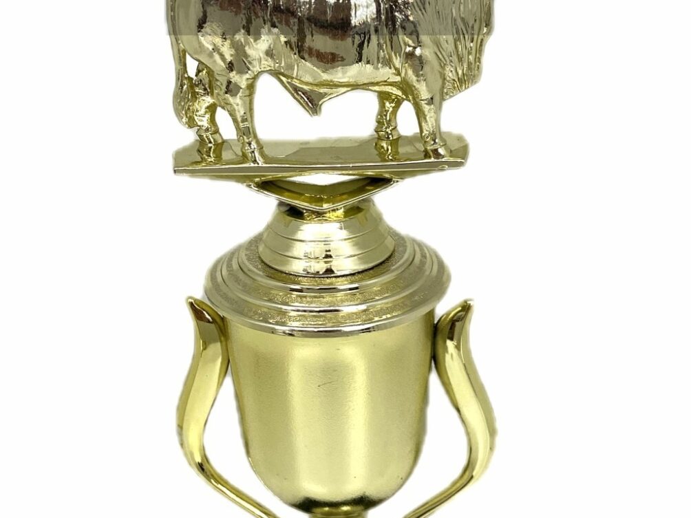 Brahma Bull Trophy 240mm